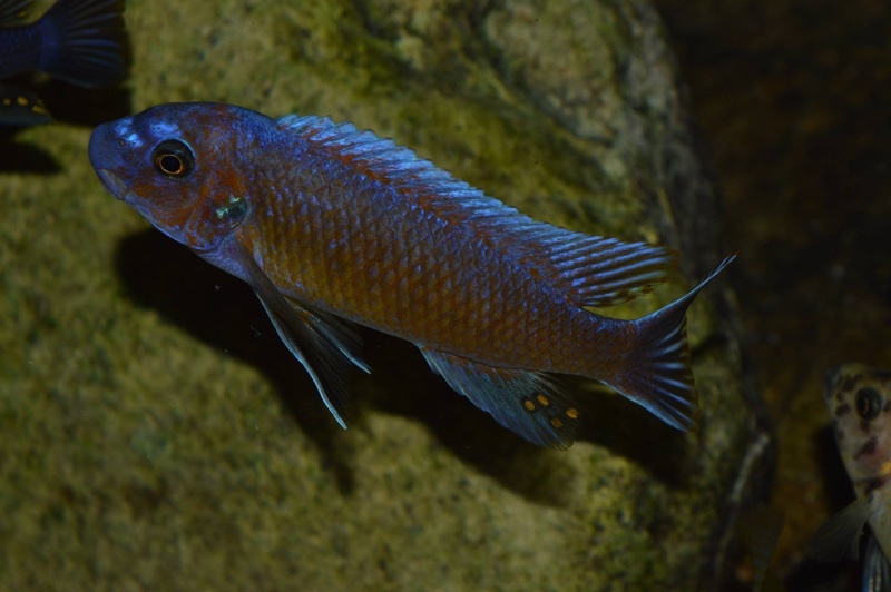 Labeotropheus trewavasae 'Lion's Cove'